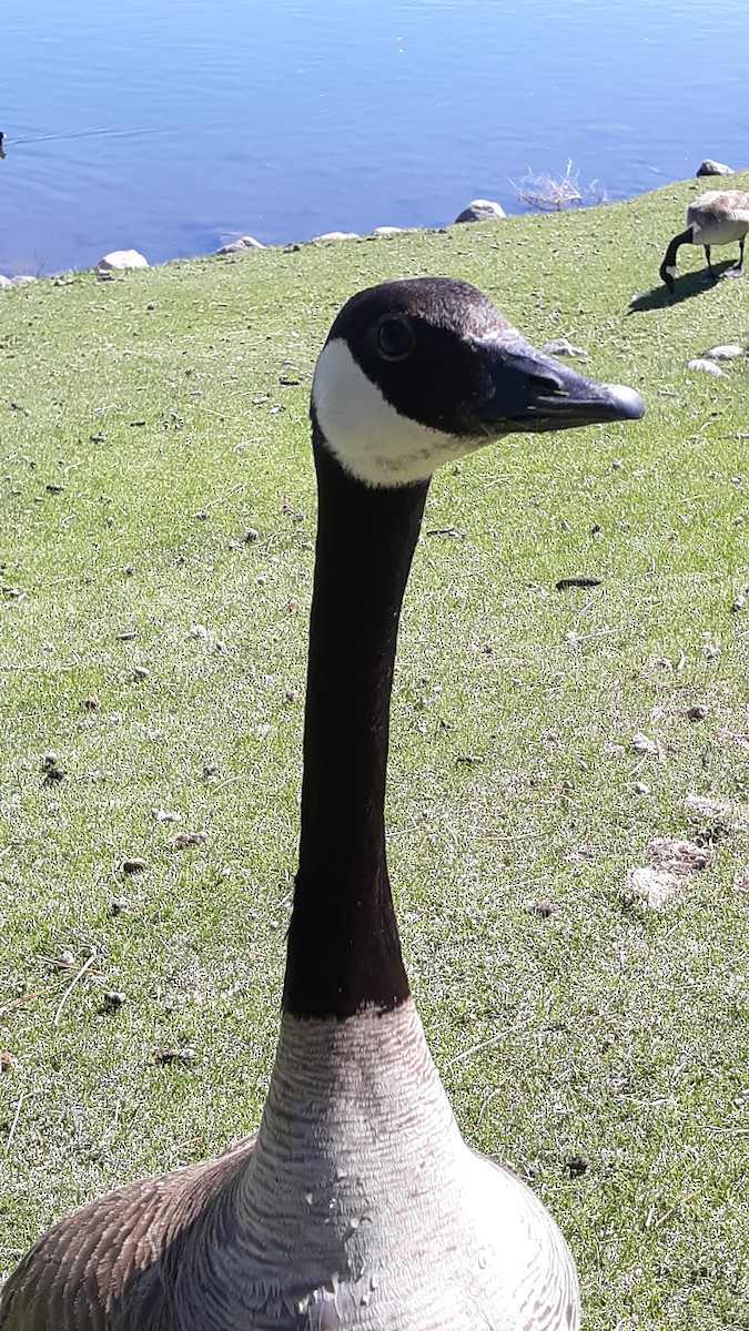 Canada Goose - ML449984211