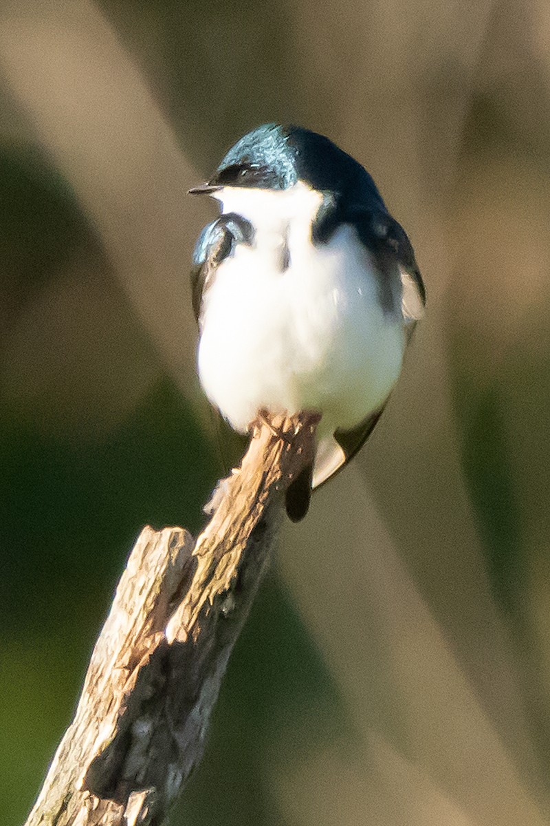 Tree Swallow - ML449984341