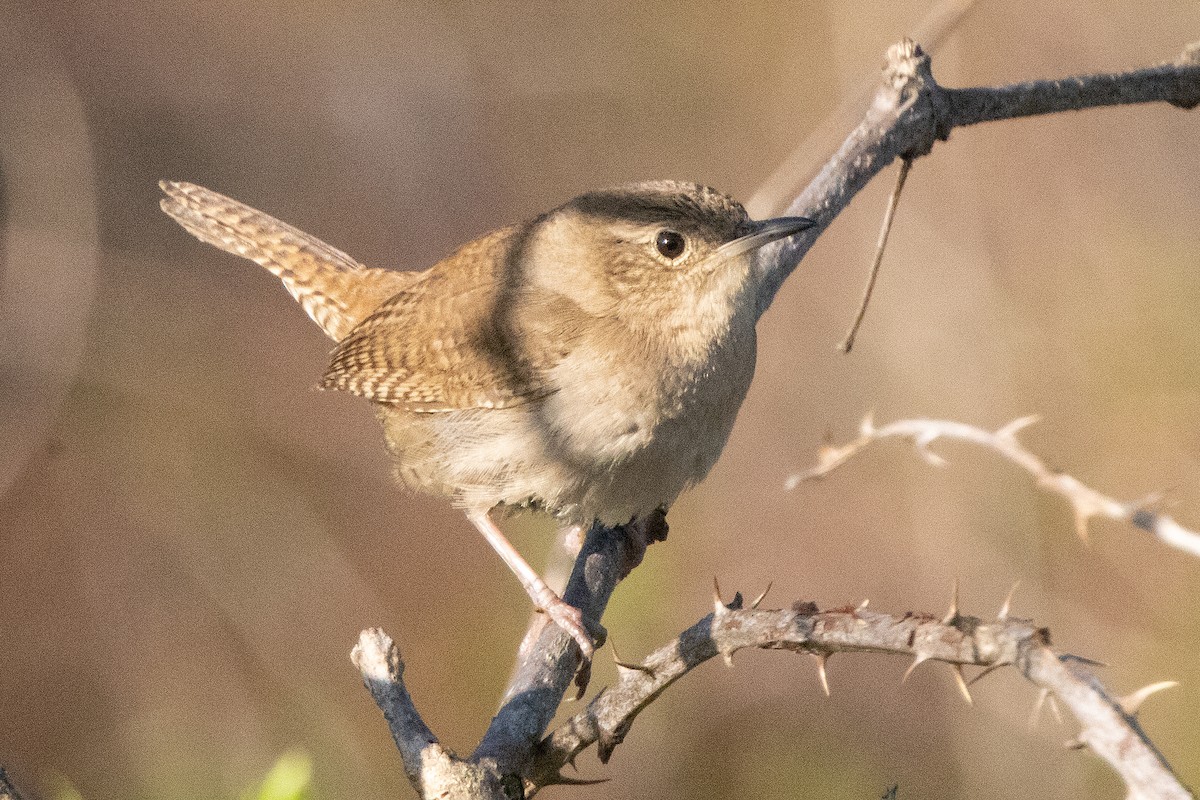 House Wren - Harvey Rubenstein