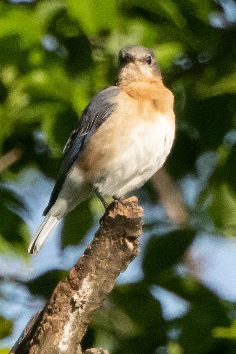 Eastern Bluebird - Harvey Rubenstein