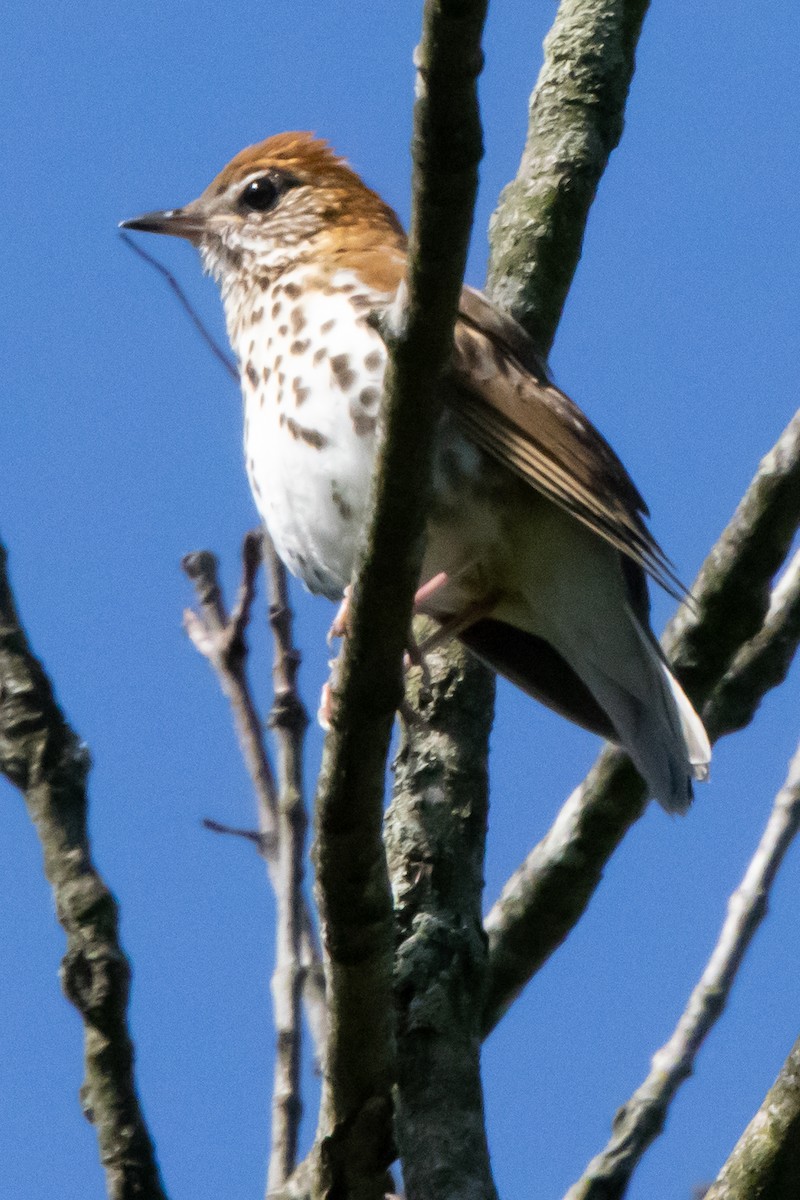 Wood Thrush - Harvey Rubenstein