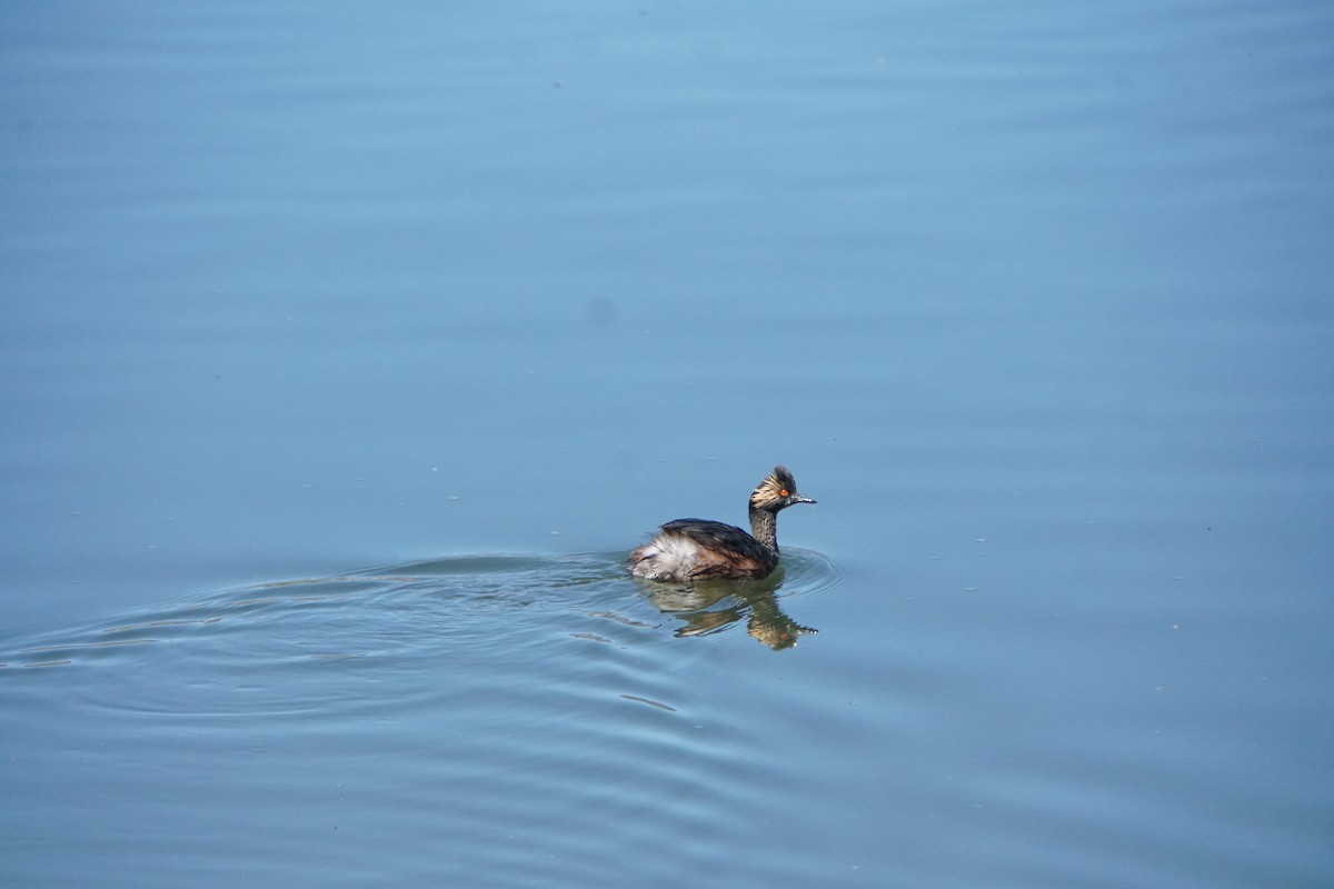 Eared Grebe - ML449985001