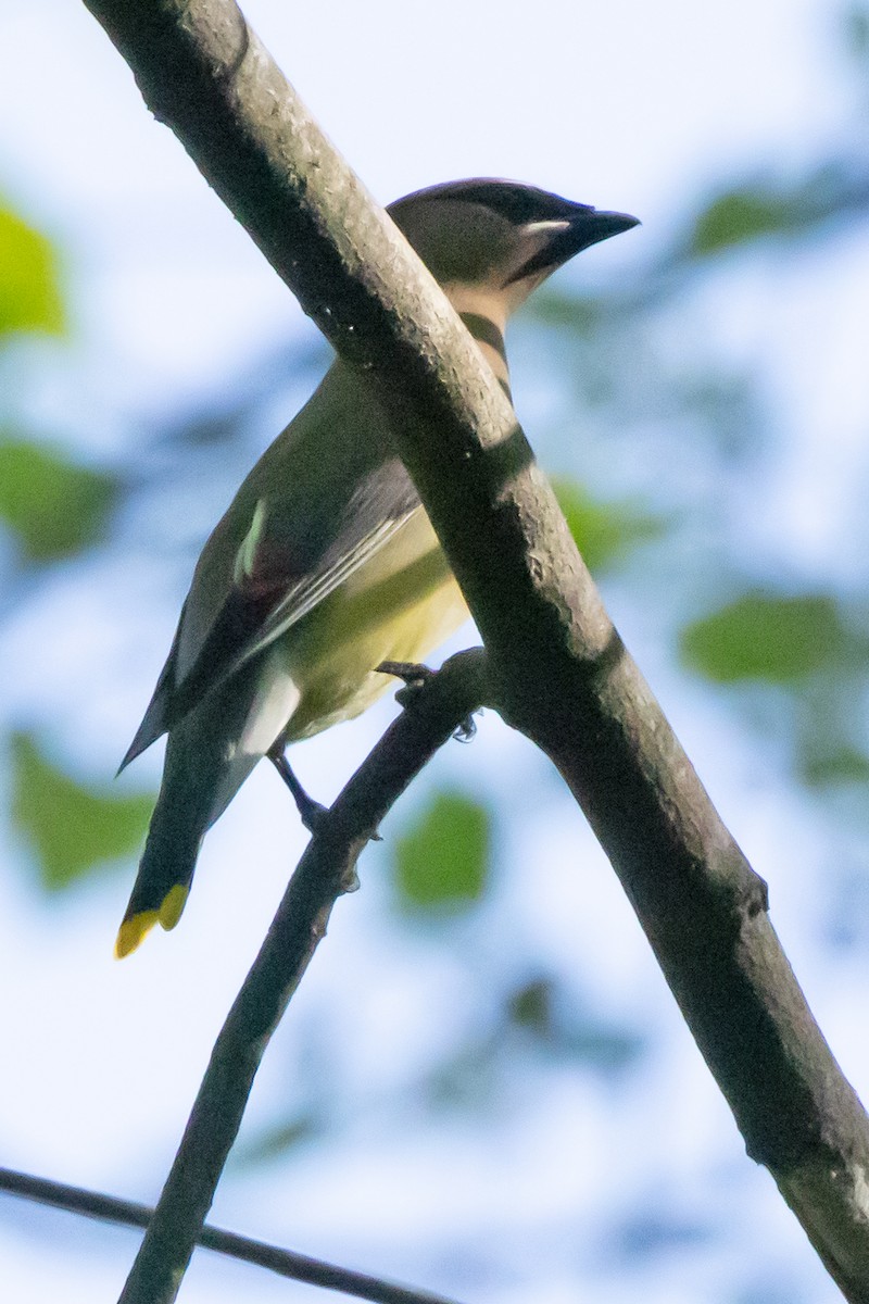 Cedar Waxwing - ML449985101