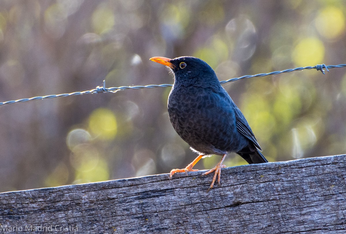 Chiguanco Thrush - ML449985981