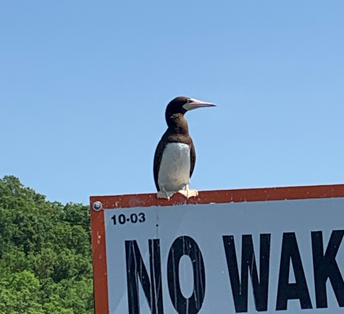 Brown Booby - ML449986091