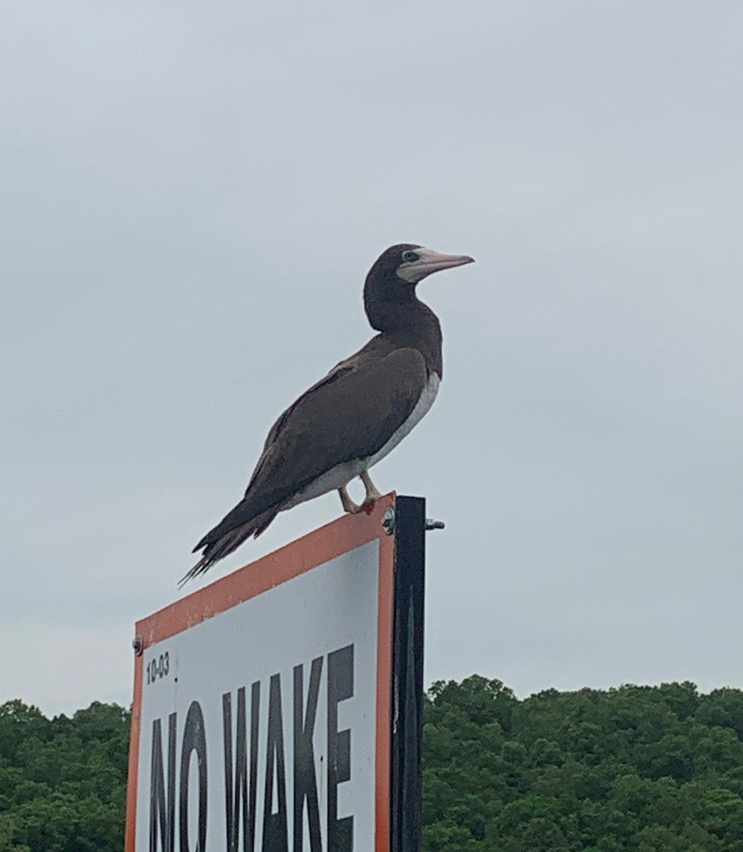 Brown Booby - ML449986211