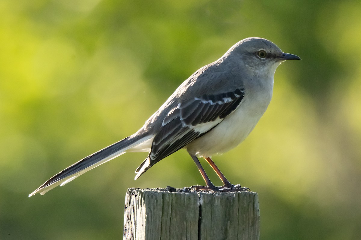 Northern Mockingbird - Harvey Rubenstein