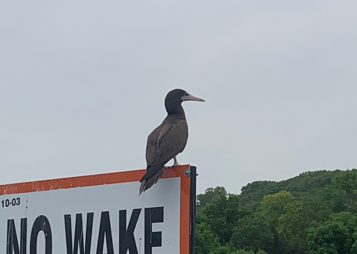 Brown Booby - ML449986301