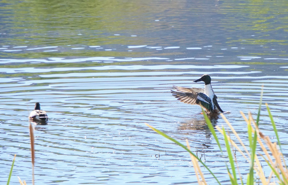 Northern Shoveler - ML449986781