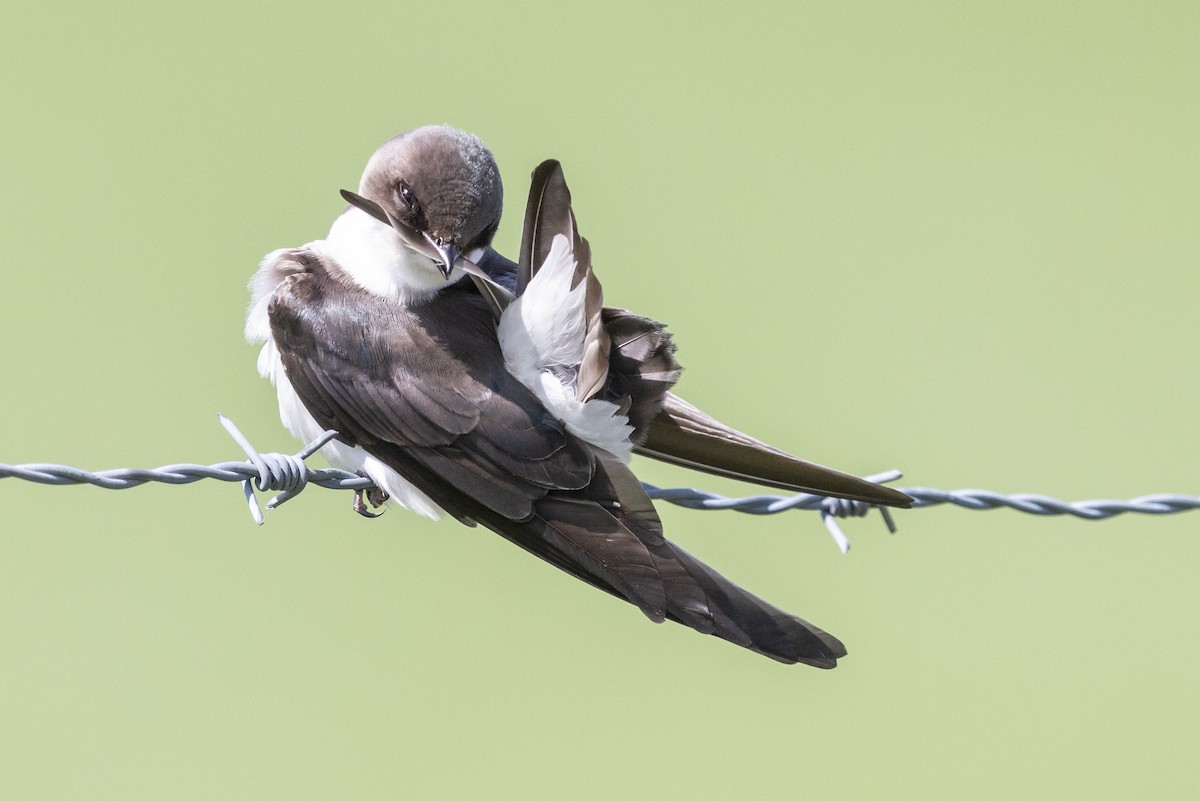 Tree Swallow - ML449986811