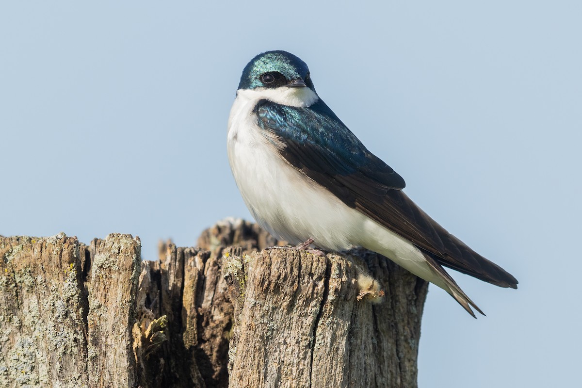 Golondrina Bicolor - ML449986901