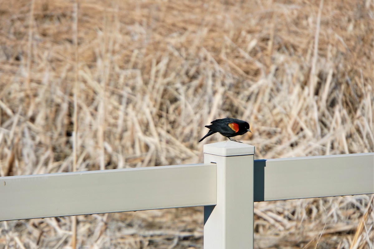 Red-winged Blackbird - ML449987721