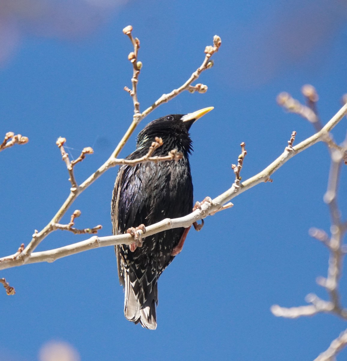European Starling - ML449987771
