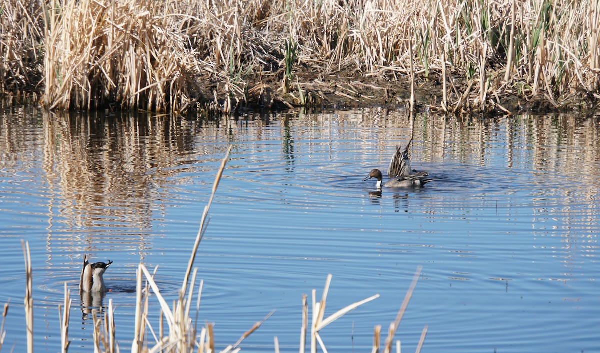 Northern Pintail - ML449988101