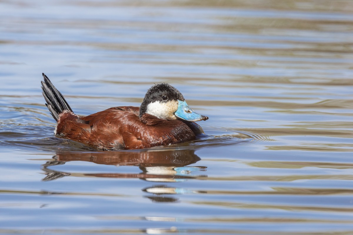 Ruddy Duck - ML449988631