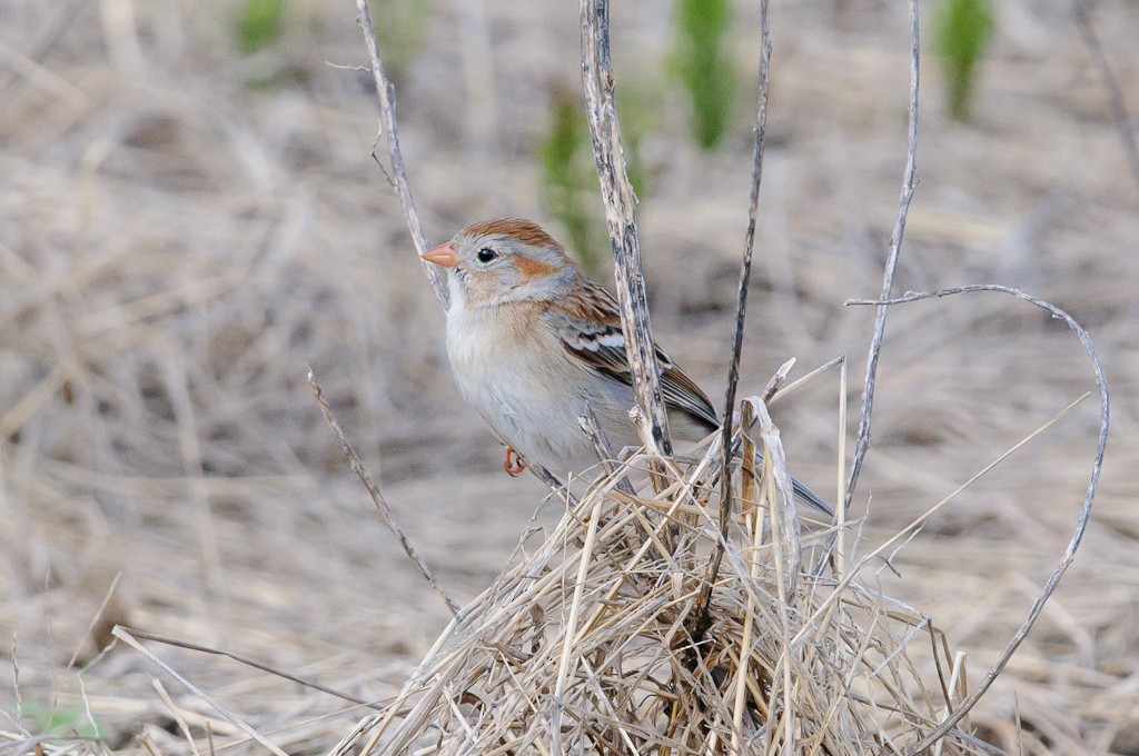 Field Sparrow - ML449988931