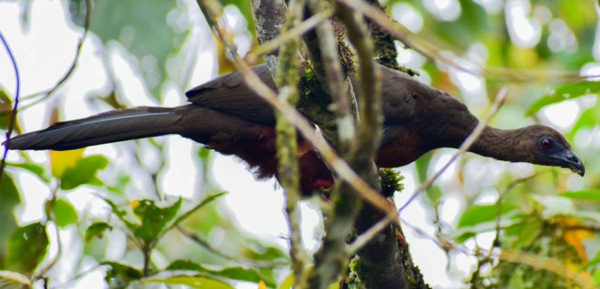 Sickle-winged Guan - ML449989061