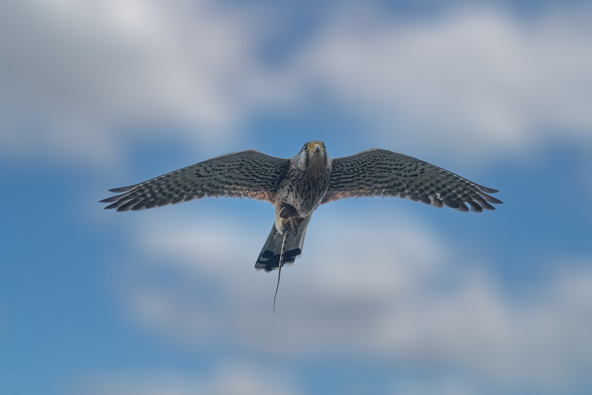 Eurasian Kestrel - ML449989381