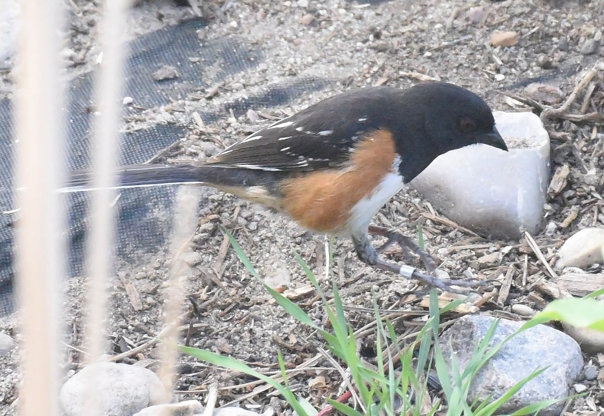 Spotted x Eastern Towhee (hybrid) - ML449989391