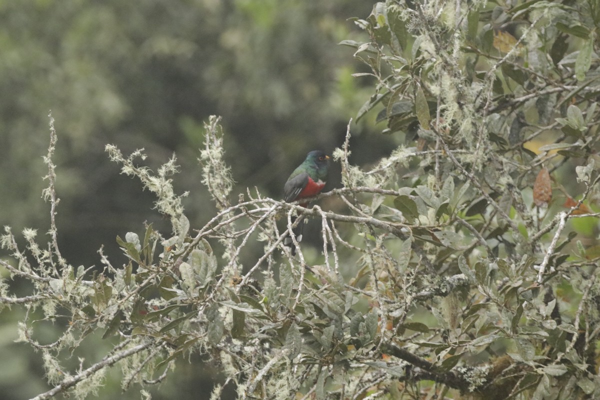 Masked Trogon - ML449990801