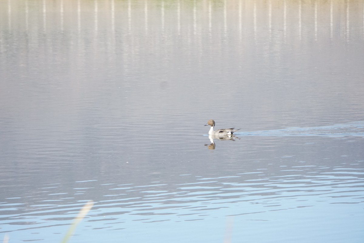 Northern Pintail - ML449991211