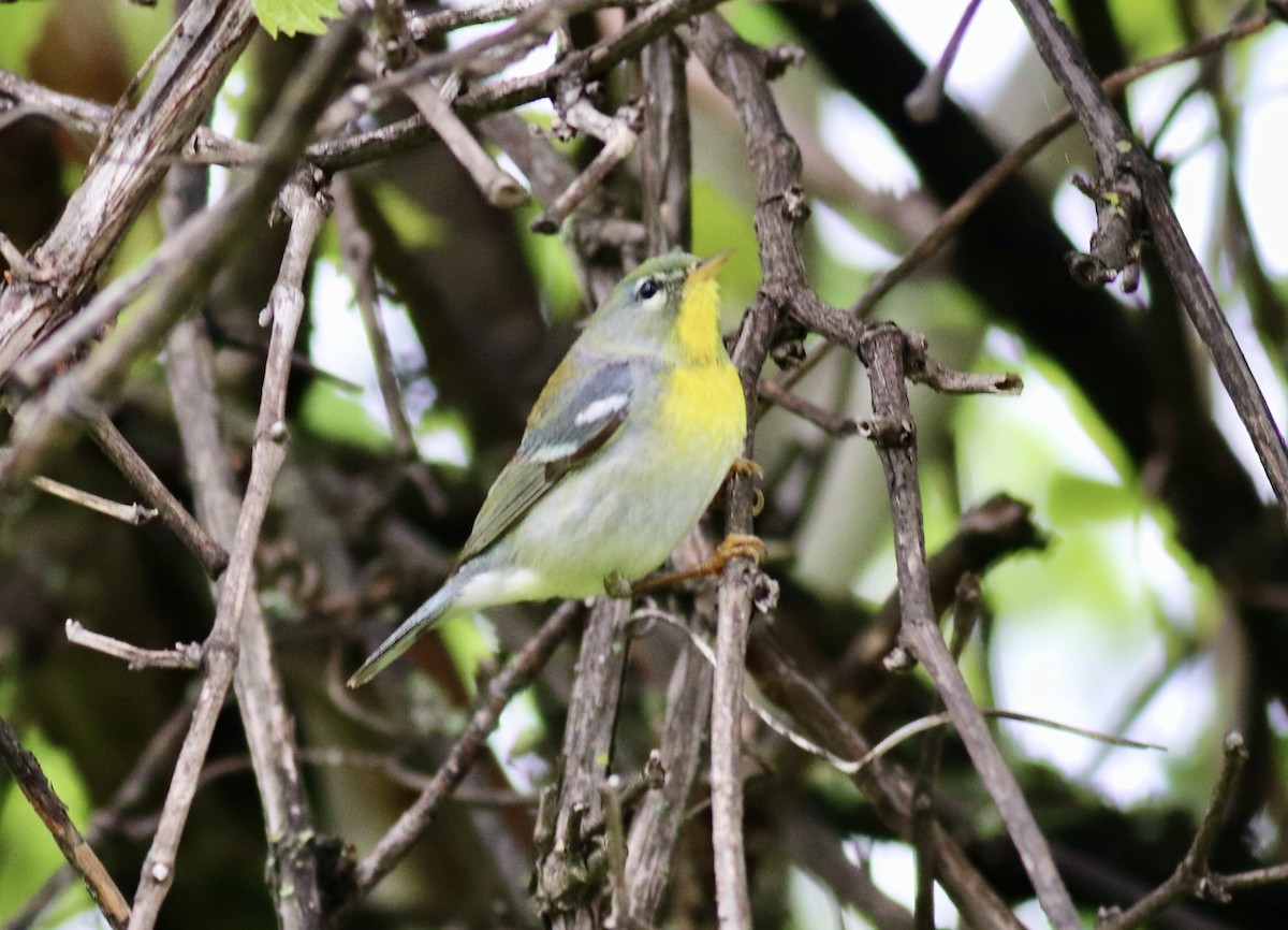 Northern Parula - Charlie   Nims