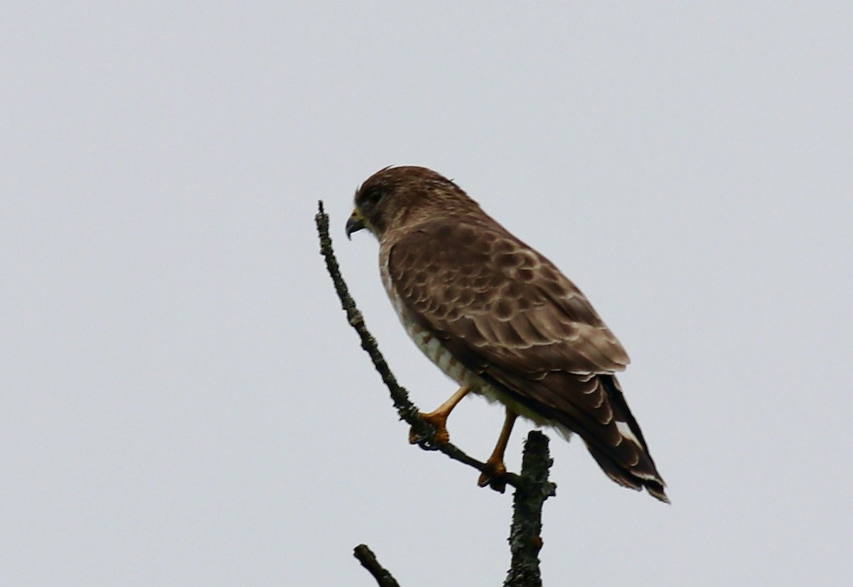 Broad-winged Hawk - ML449991481