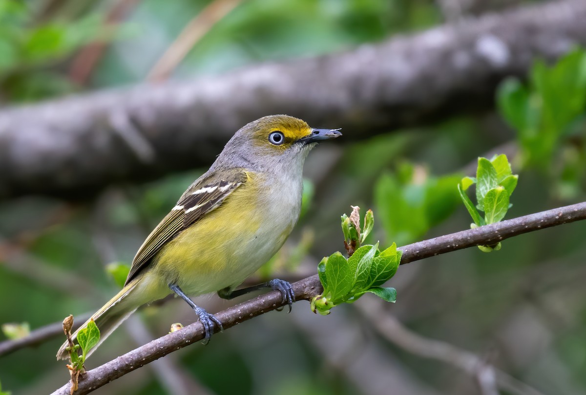 Weißaugenvireo - ML449991661