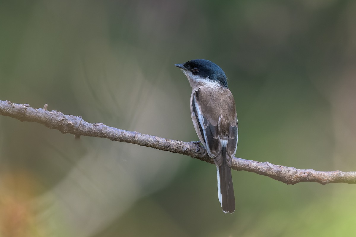 Bar-winged Flycatcher-shrike - ML449992041