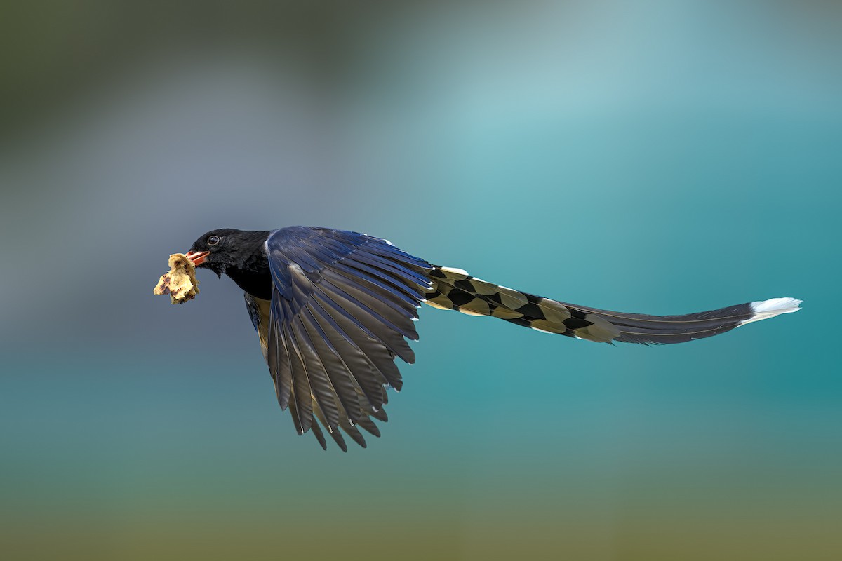 Red-billed Blue-Magpie - ML449992651