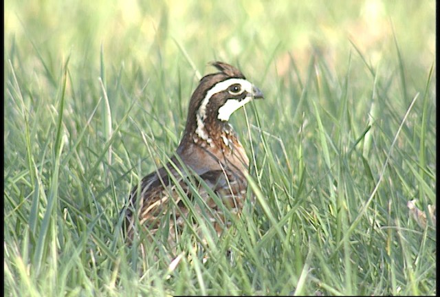 Northern Bobwhite (Eastern) - ML449993