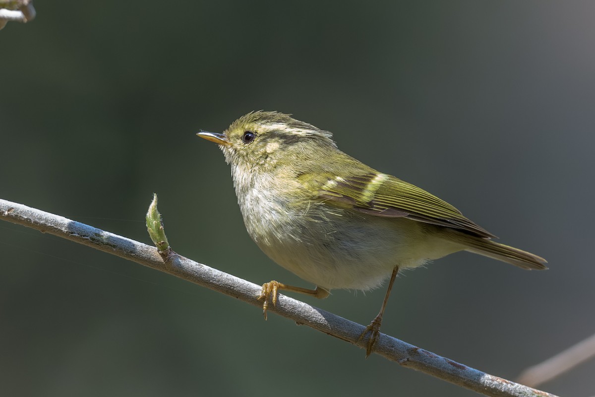 Buff-barred Warbler - ML449993121