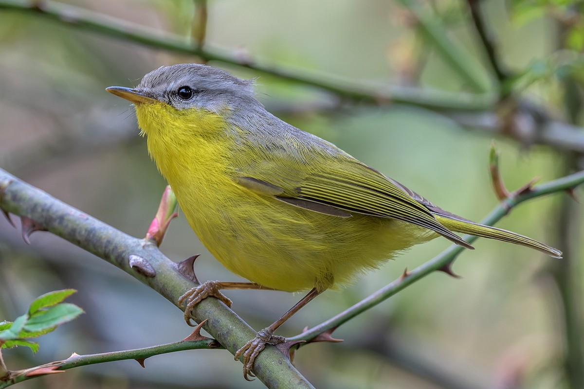 Gray-hooded Warbler - ML449993641