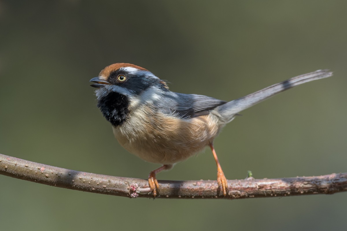 Black-throated Tit - ML449993891