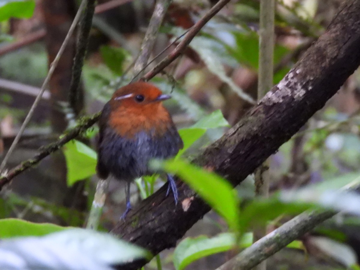 Chestnut-crowned Gnateater - ML449994221