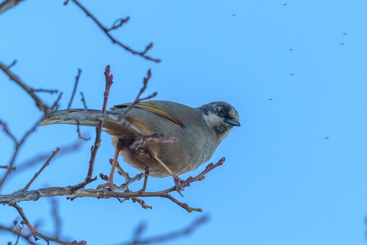 Variegated Laughingthrush - ML449994451