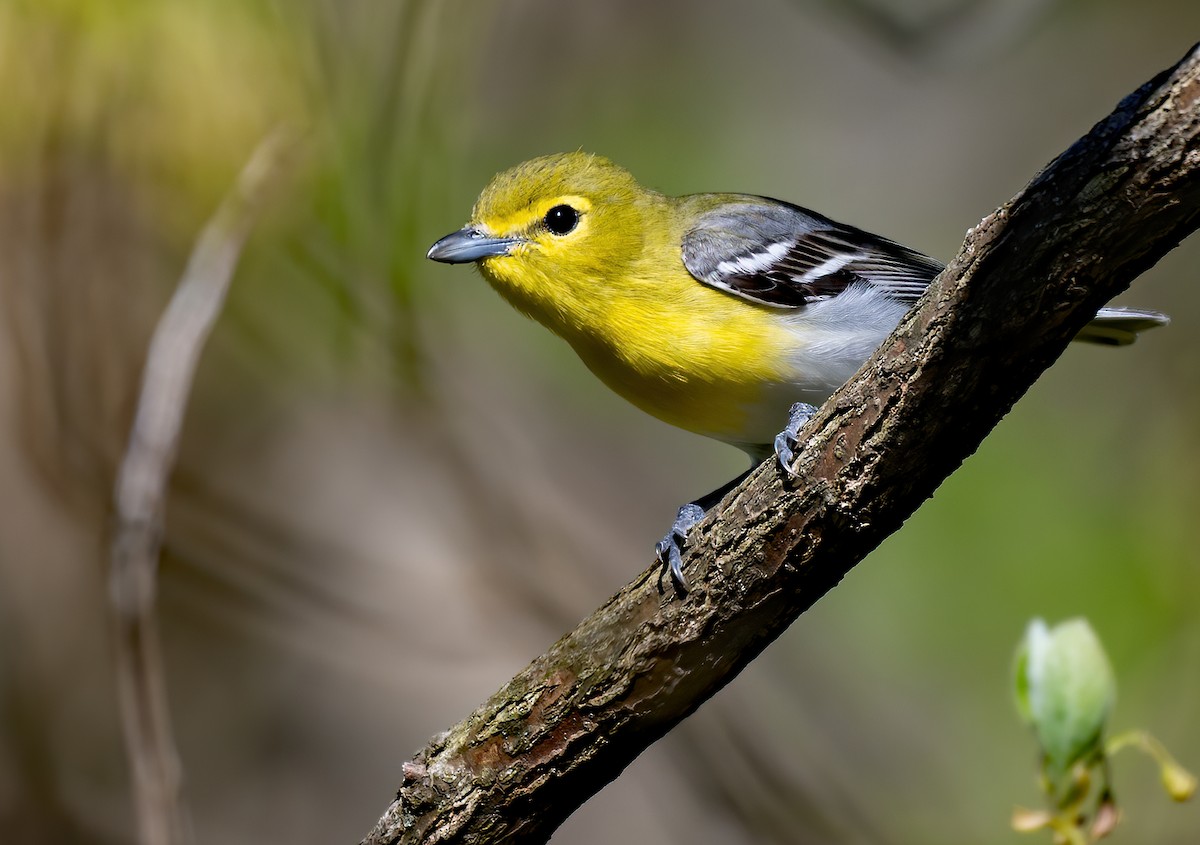 Yellow-throated Vireo - ML449994561