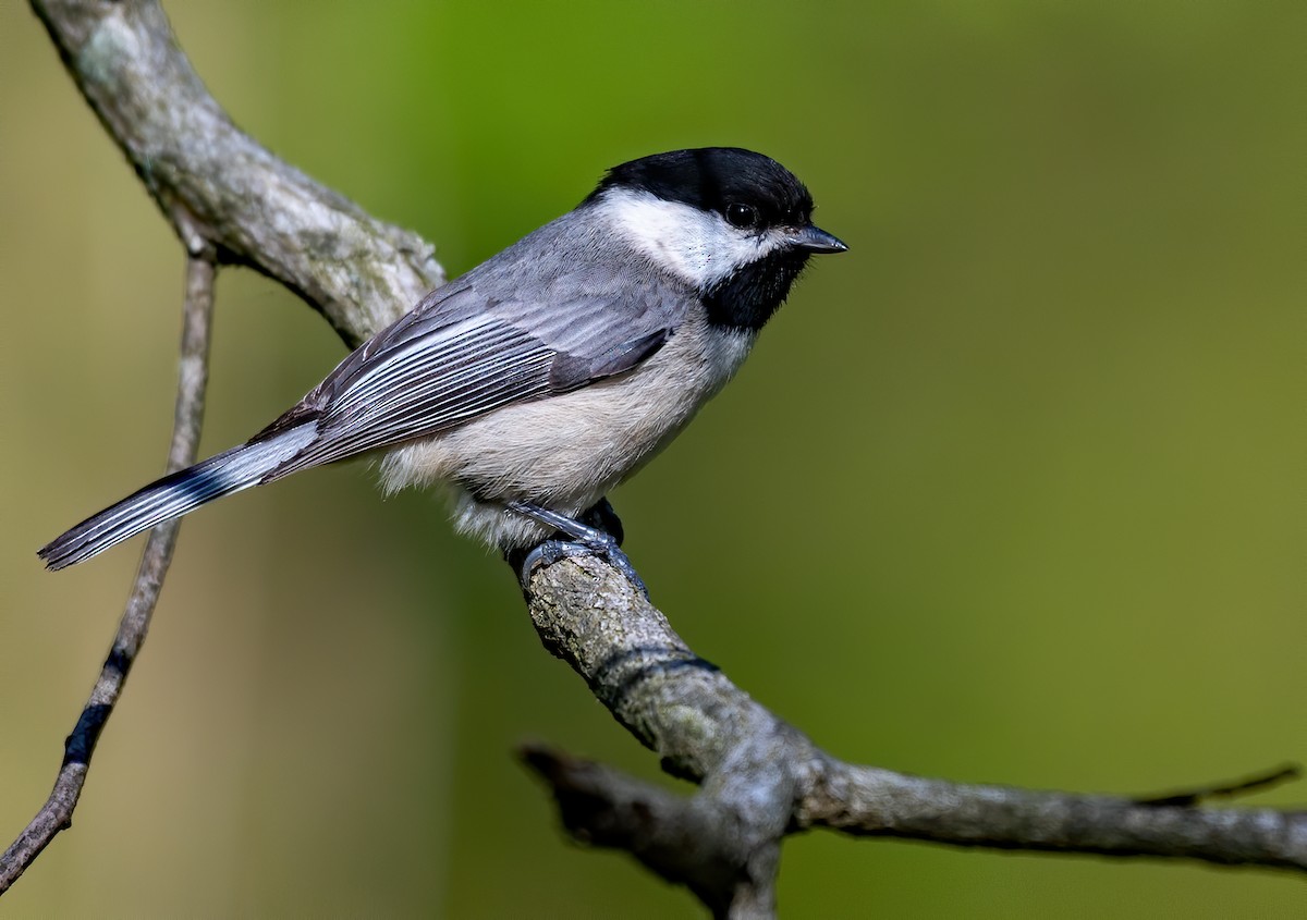 Carolina Chickadee - ML449994591