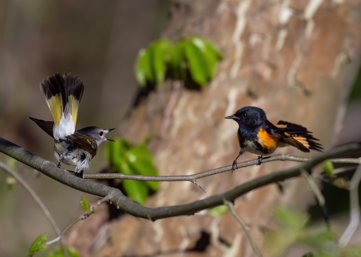 American Redstart - ML449994721