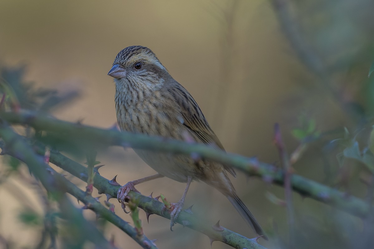 Pink-browed Rosefinch - ML449994771