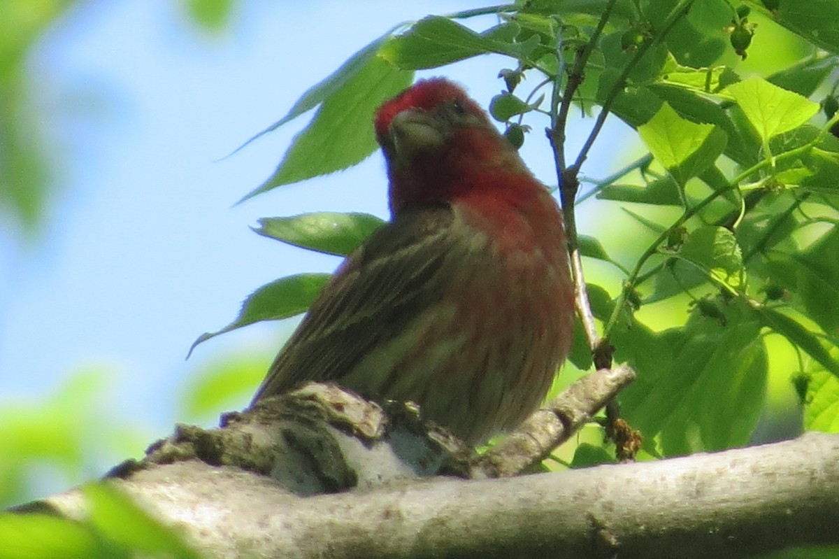 House Finch - ML449995231