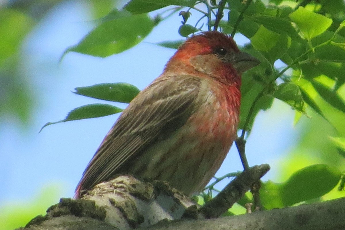 House Finch - ML449995241