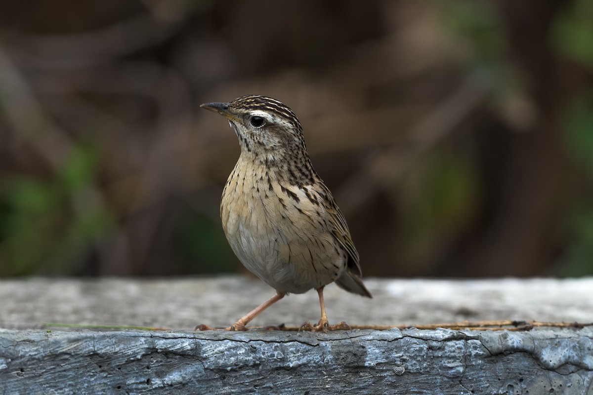 Upland Pipit - ML449995251