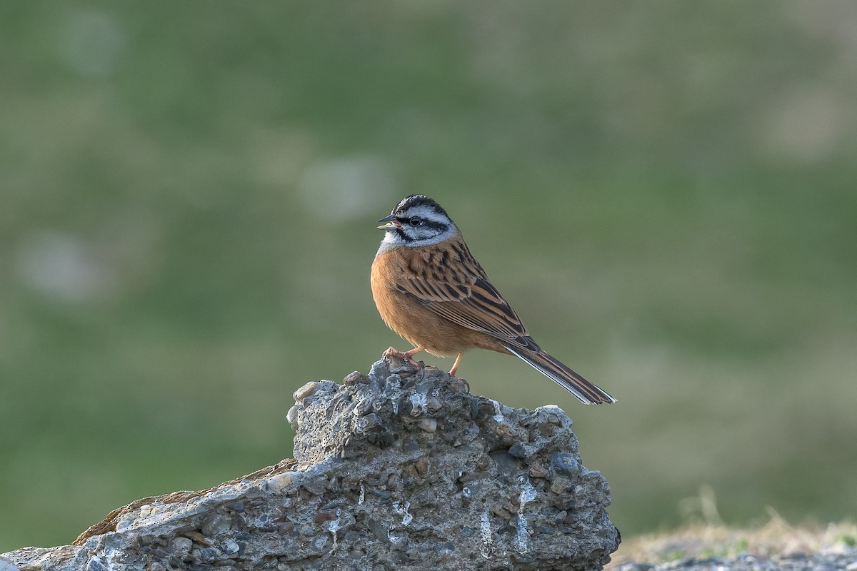 Rock Bunting - ML449995361