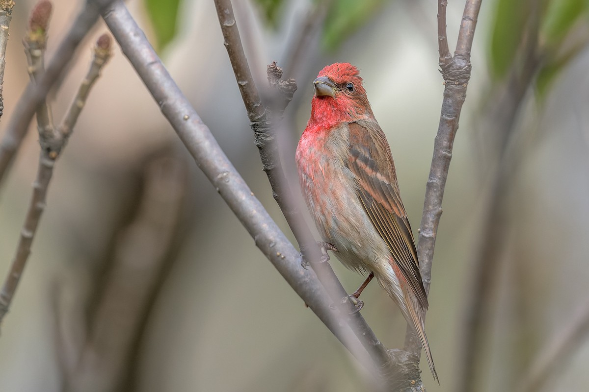 Улаавар бужмар - ML449995511