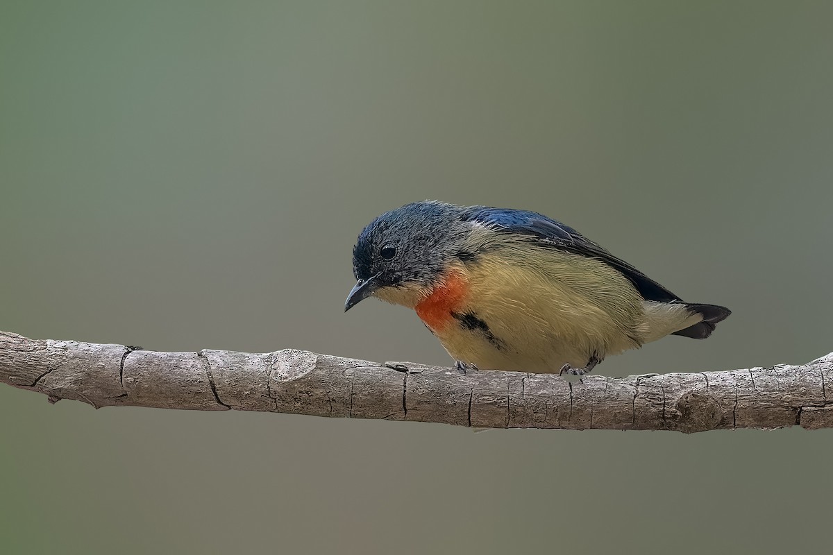 Fire-breasted Flowerpecker - ML449995641