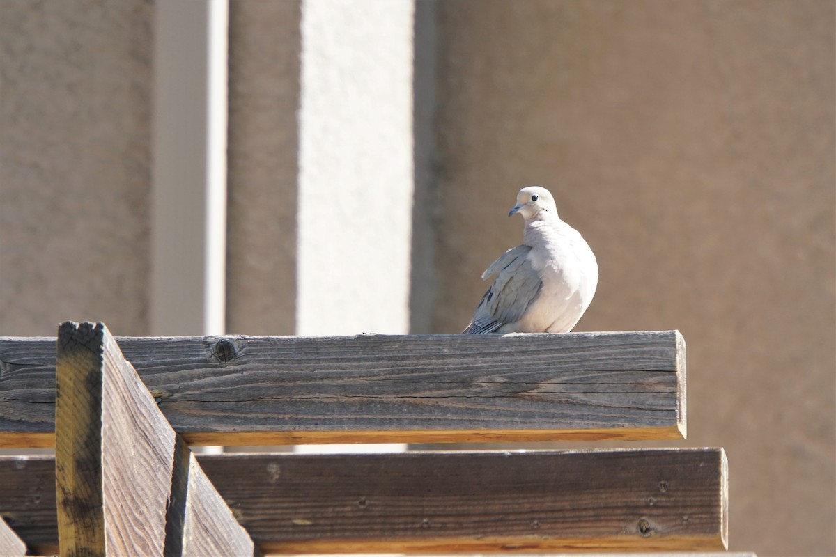 Mourning Dove - ML449995811