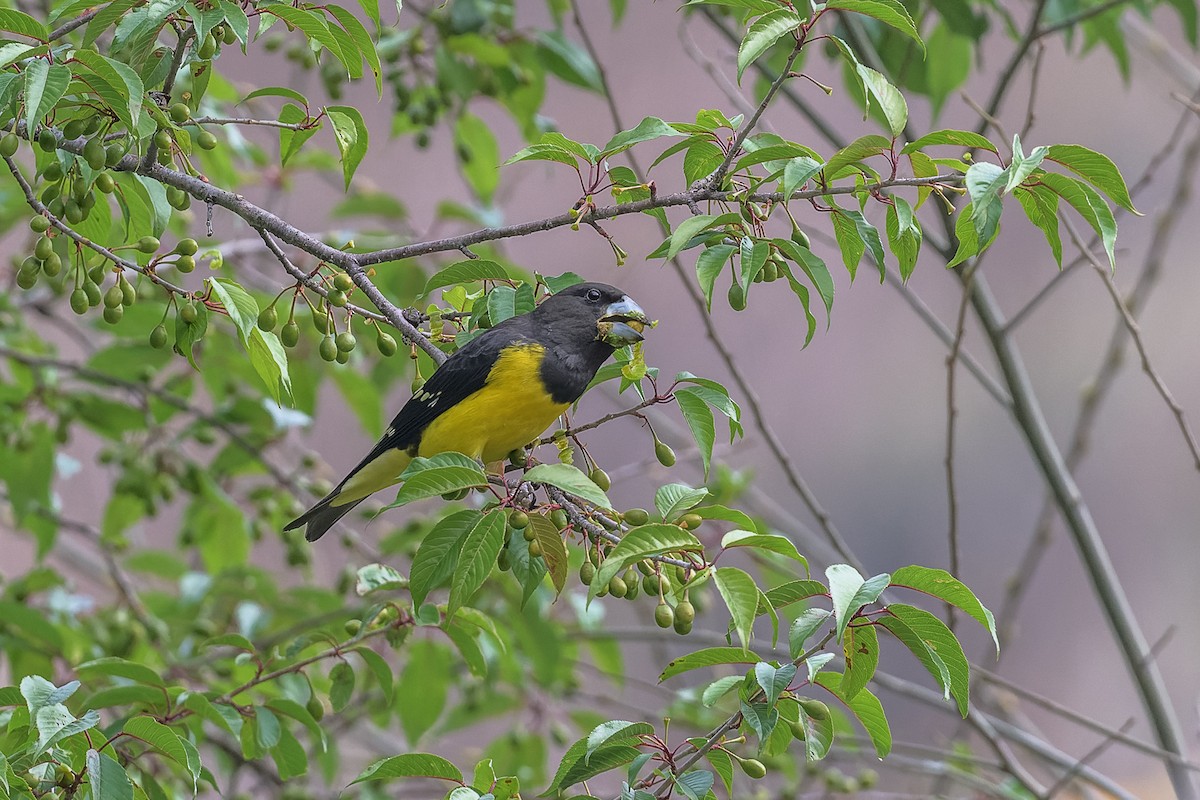 Spot-winged Grosbeak - ML449995881