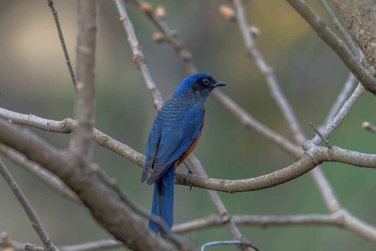 Chestnut-bellied Rock-Thrush - ML449996171