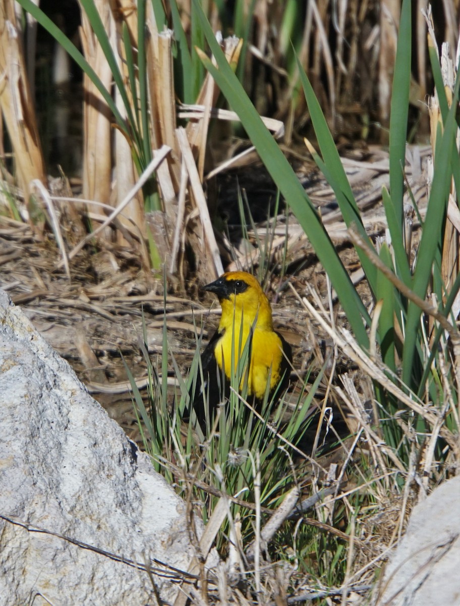 Yellow-headed Blackbird - ML449996781